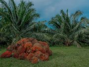 Creció producción de aceite de palma