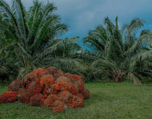 Creció producción de aceite de palma