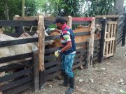 En 7 días Colombia vacunó 2,9 millones de animales.