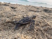Nacen 42 Tortugas Laúd en nido rescatado