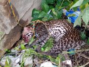 Tigrillo rescatado es recuperado por CORPAMAG