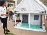Estudiantes de UNIMAGDALENA construyen casas ecológicas para caninos