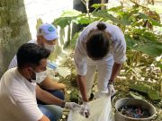 Palmor /CORPAMAG atendió llamado ante presencia de Caracol Africano