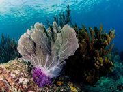 CORPAMAG invita a no comprar souvenirs de corales