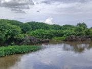 La intervención de los caños favorece la rehabilitación de la Ciénaga Grande