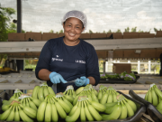 Sector bananero del Caribe se posiciona con el 50% del mercado de exportación nacional