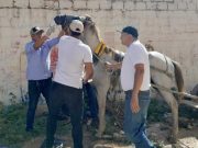 Más de 50 équidos fueron vacunados contra la EEV