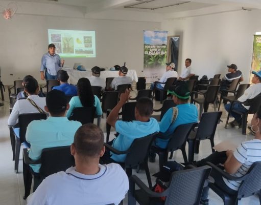 Augura y el ICA entregan material a productores para combatir el hongo Fusarium