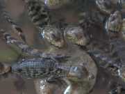 Nacieron las primeras 90 babillas en el Centro de rescate de CORPAMAG