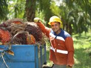 Producción de aceite de palma batió récord en ventas en mercado local