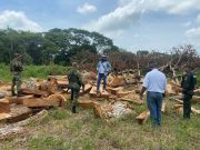 Piñón/ CORPAMAG, Policía y Ejército decomisan madera en vereda Los Patos