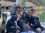 Delfín Nariz de Botella es regresado al mar