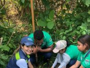 CORPAMAG se une a la celebración del Día Mundial del Árbol