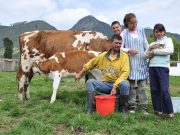 Una Vaca por la Paz y los beneficios tributarios para los donantes