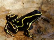 Investigaciones de UNIMAGDALENA sobre ranas son reconocidas internacionalmente