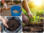 El ICA reglamentará los biopreparados de uso agrícola