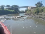 CORPAMAG verifica mortandad de peces en el caño Zapayán