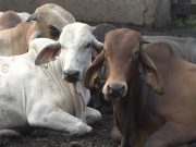 Colombia podrá exportar nuevamente semen bovino a Costa Rica