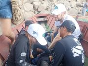 Pescadores encuentran neonato de manatí varado