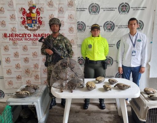 El Banco/ 47 Hicoteas fueron rescatadas del tráfico ilegal