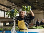 Todo listo para el 2 Congreso Bananero del Caribe organizado por ASBAMA