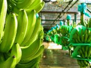 21 de abril, día mundial del banano