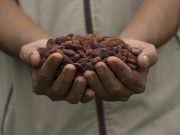 Paraguay abre sus puertas al cacao colombiano