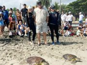 CORPAMAG, CIM Caribe y Centro de Vida Marino, liberaron 70 tortugas en Mendihuaca