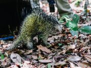 Drummond libera especies de fauna silvestre entregadas por Corpocesar