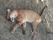 Plato /CORPAMAG atiende denuncia por muerte de puma