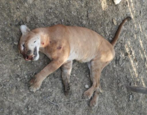 Plato /CORPAMAG atiende denuncia por muerte de puma