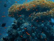 CORPAMAG, Centro de Vida Marina y Fundación CIM Caribe lanzan Semana de los Océanos