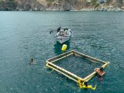 Investigadores instalan jaula marina para cultivo de róbalo en Taganga