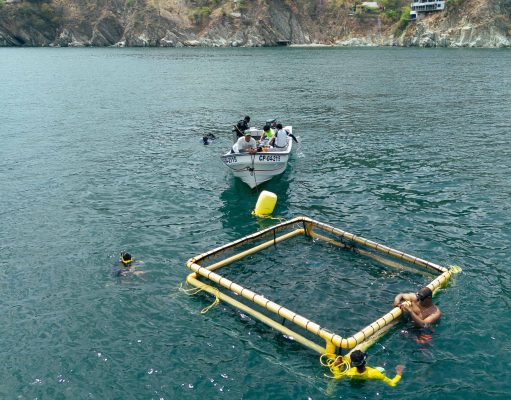 Investigadores instalan jaula marina para cultivo de róbalo en Taganga