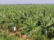 Syngenta lidera la innovación para impulsar la producción de banano Pérdidas por estrés abiótico en banano, fueron del 11,5% en 2022, según Augura.