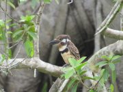 CORPAMAG participará en el Global Big Day