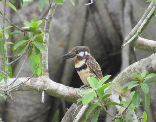 CORPAMAG participará en el Global Big Day