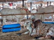 El 04 de junio inicia primer ciclo de vacunación contra aftosa y brucelosis bovina