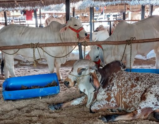El 04 de junio inicia primer ciclo de vacunación contra aftosa y brucelosis bovina