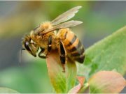 Proteger las abejas y otros polinizadores es proteger la vida en el planeta