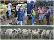 ICA amplió cobertura para operadores de trazabilidad y movilización animal para bovinos y bufalinos