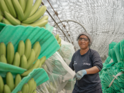 ICA y ASBAMA firman convenio para contener y excluir el Fusarium de 305 fincas