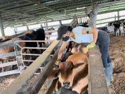 FEDEGÁN e ICA han vacunado 5,2 millones de bovinos contra aftosa