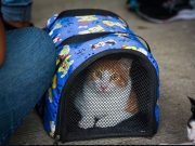 Alcaldía Distrital ha esterilizado 1.340 mascotas para reducir sobrepoblación