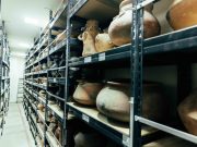 Colecciones Científicas de UNIMAGDALENA: un espacio que explora la historia biológica y arqueológica del Caribe