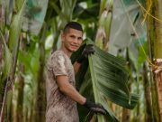 ASBAMA e ICA hacen prevención y contención del Fusarium en 305 fincas del Caribe
