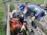 Colombia logró la mayor cobertura de vacunación contra fiebre aftosa: 99,6 %