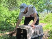CORPAMAG libera 25 animales silvestres, atendidos y rehabilitados en su Centro de Fauna