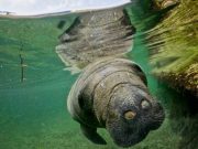 CORPAMAG y sus aliados reiteran su compromiso con la protección de los manatíes