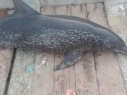 Delfín encontrado muerto en Puerto Gaira, diagnosticado con brucelosis